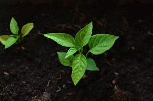 沃柑管理技術施肥方法有哪些（沃柑種植如何施肥及管理）