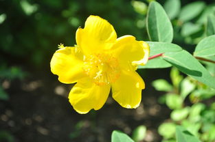 沃柑小苗發(fā)芽需要修剪嗎（沃柑小苗開(kāi)花有什么辦法處理）