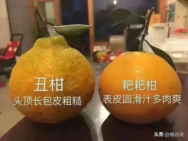 比粑粑柑還好的柑橘品種有哪些呢英語(yǔ)翻譯怎么說(shuō)_柑橘類(lèi)生果有哪些品種