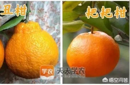 橘子愛(ài)媛最新視頻播放器在線旁觀免費(fèi)_愛(ài)沙柑橘品種介紹