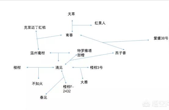 為什么橘子叫春見橘子不叫橘子_一月二月成熟的柑桔品種