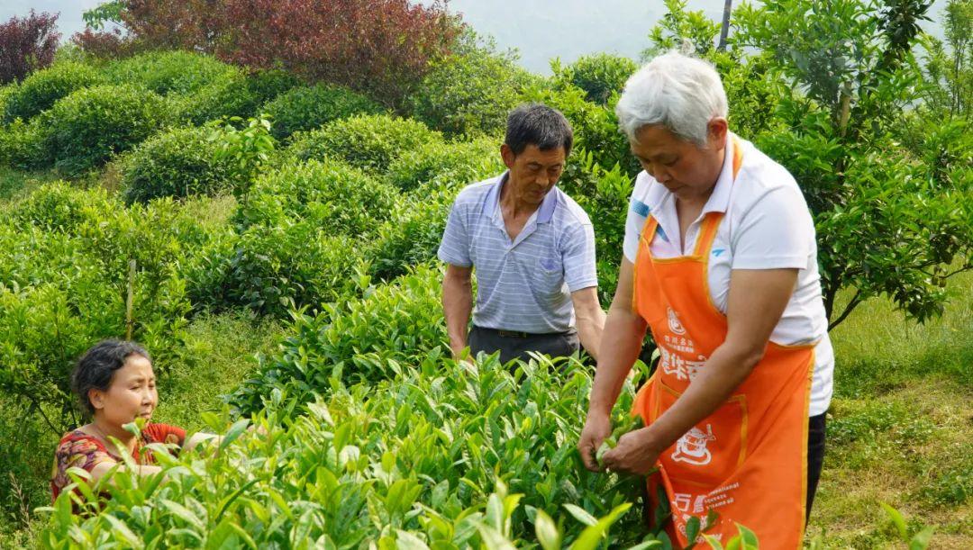 粑粑柑跟愛(ài)媛柑的區(qū)別是什么意思_目前哪種柑橘的開展前景好