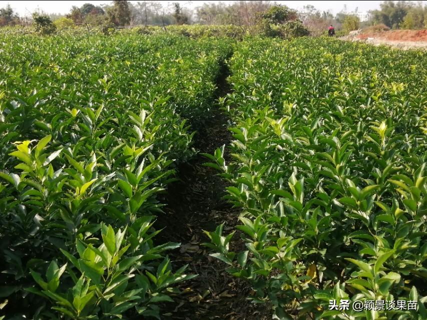 想種植新品種柑橘_柑橘品種耙耙柑好種仍是明日見(jiàn)好種