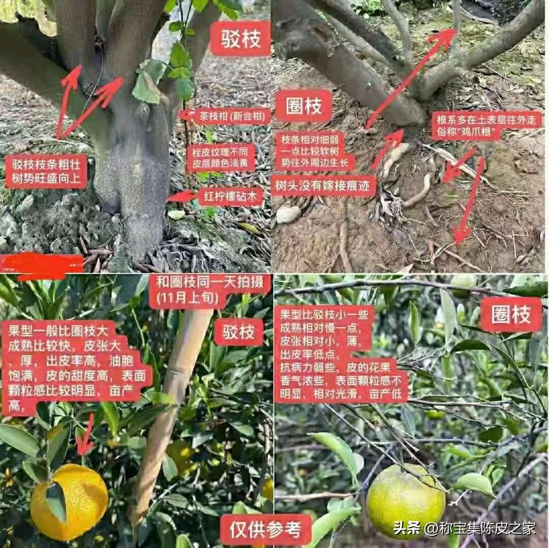 新會(huì )柑苗種培育基地批發(fā)價(jià)格_幾柑子的皮曬一斤陳皮