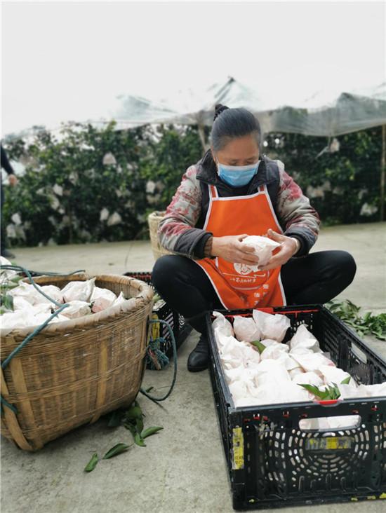 春見柑橘種植手藝視頻大全集_若何處理偏僻農(nóng)村地域農(nóng)產(chǎn)物滯銷的問題