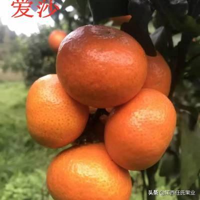 早熟愛(ài)莎柑橘新品種_產(chǎn)后能通過(guò)節食減重嗎