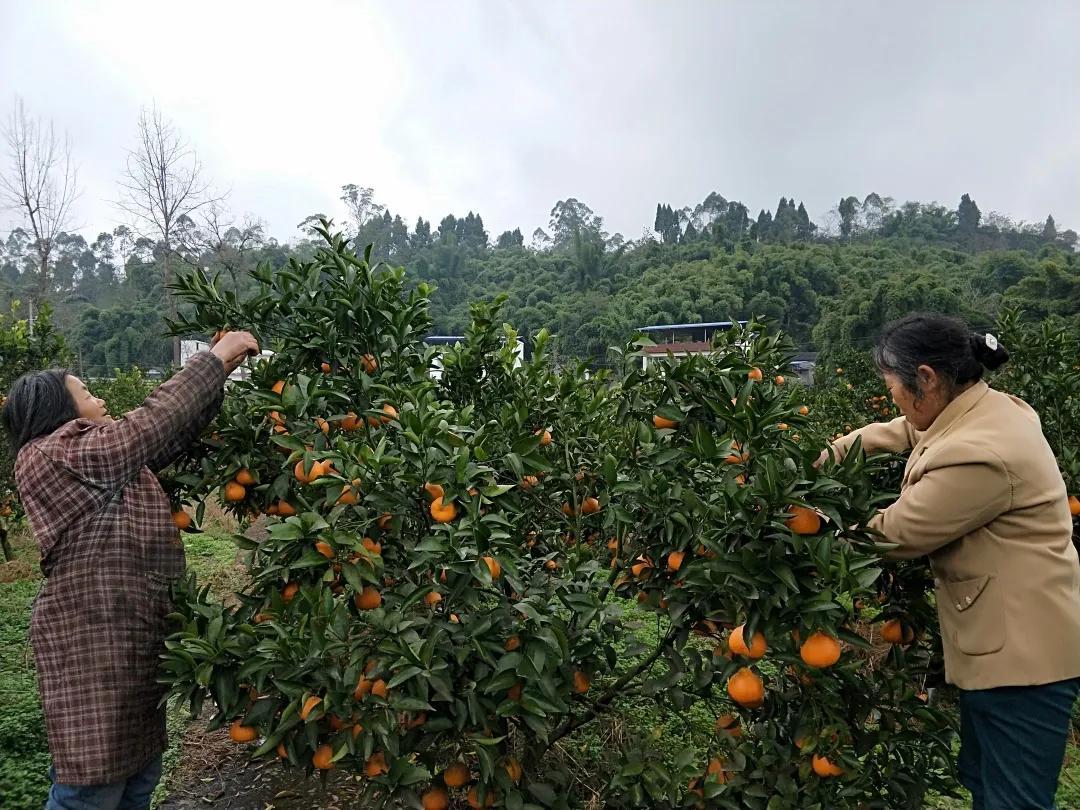 井研柑橘品種_樂(lè )山血橙采摘地點(diǎn)