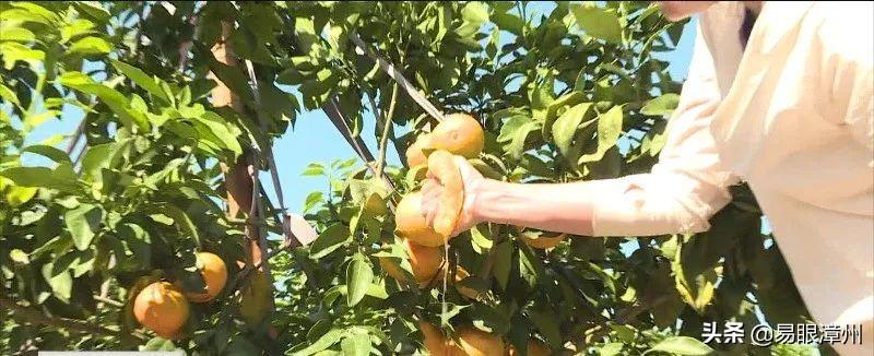 日本柑橘種植區域_柑橘的品種良多