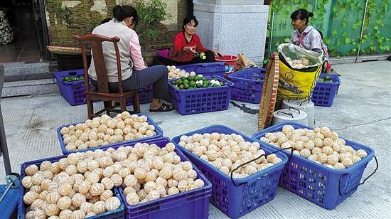 廣東江門(mén)市求購新會(huì )柑苗_廣西茶枝柑與新會(huì )茶枝柑的區別