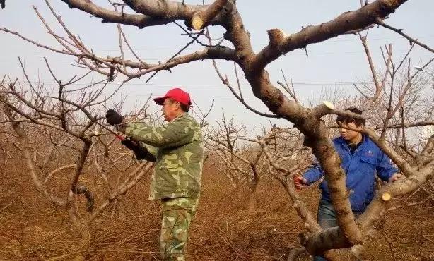 愛媛柑橘怎么修剪都雅視頻_哪一款修剪短視頻應(yīng)用能主動(dòng)免費(fèi)生成字幕